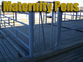 maternity stall